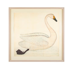 Offset Lithograph of "Bewick's Swan, PL 1"  from the "The  Great Bird Book" by Olof Rudbeck The Younger