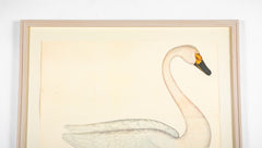 Offset Lithograph of "Bewick's Swan, PL 1"  from the "The  Great Bird Book" by Olof Rudbeck The Younger