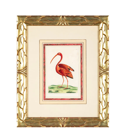 Shaw & Nodder Hand Colored Print of a Red Ibis in Custom Frame