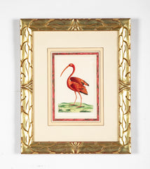 Shaw & Nodder Hand Colored Print of a Red Ibis in Custom Frame