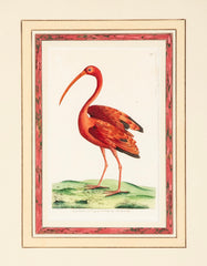 Shaw & Nodder Hand Colored Print of a Red Ibis in Custom Frame