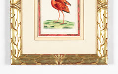 Shaw & Nodder Hand Colored Print of a Red Ibis in Custom Frame