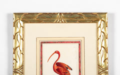 Shaw & Nodder Hand Colored Print of a Red Ibis in Custom Frame