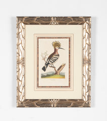 Shaw & Nodder Hand Colored Print of a Hoopoe in Custom Frame