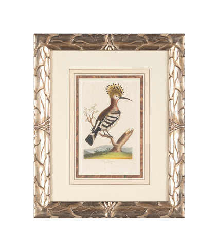 Shaw & Nodder Hand Colored Print of a Hoopoe in Custom Frame