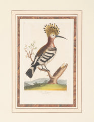 Shaw & Nodder Hand Colored Print of a Hoopoe in Custom Frame