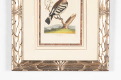 Shaw & Nodder Hand Colored Print of a Hoopoe in Custom Frame