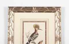 Shaw & Nodder Hand Colored Print of a Hoopoe in Custom Frame