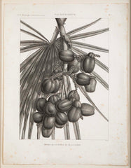 Botanical Engraving Pancouche ( C. L. F. ) "Description de L' Egypte"