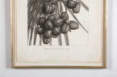 Botanical Engraving Pancouche ( C. L. F. ) "Description de L' Egypte"