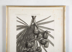 Botanical Engraving Pancouche ( C. L. F. ) "Description de L' Egypte"