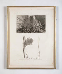 Botanical Engraving Pancouche ( C. L. F. ) "Description de L' Egypte"