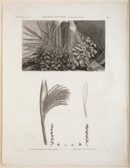 Botanical Engraving Pancouche ( C. L. F. ) "Description de L' Egypte"