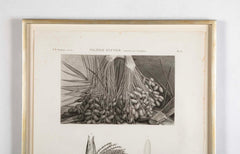 Botanical Engraving Pancouche ( C. L. F. ) "Description de L' Egypte"