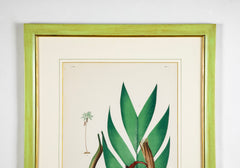 Chromolithograph of Brazilian Palms by Joao Barbosa Rodrigues