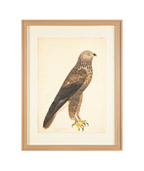 Offset Lithograph of "Rough-Legged Buzzard, PL 14"  from the "The  Great Bird Book" by Olof Rudbeck The Younger