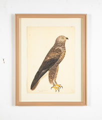 Offset Lithograph of "Rough-Legged Buzzard, PL 14"  from the "The  Great Bird Book" by Olof Rudbeck The Younger