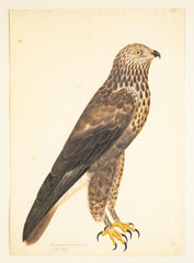 Offset Lithograph of "Rough-Legged Buzzard, PL 14"  from the "The  Great Bird Book" by Olof Rudbeck The Younger