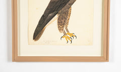 Offset Lithograph of "Rough-Legged Buzzard, PL 14"  from the "The  Great Bird Book" by Olof Rudbeck The Younger