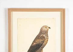 Offset Lithograph of "Rough-Legged Buzzard, PL 14"  from the "The  Great Bird Book" by Olof Rudbeck The Younger