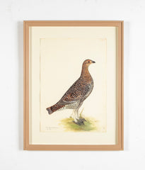 Offset Lithograph of "Black Grouse Hen, PL 20"  from the "The  Great Bird Book" by Olof Rudbeck The Younger