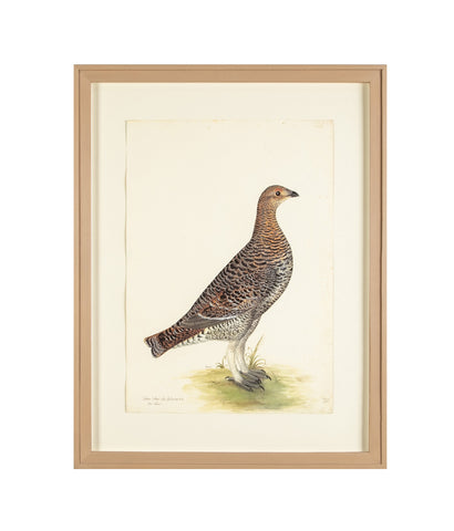 Offset Lithograph of "Black Grouse Hen, PL 20"  from the "The  Great Bird Book" by Olof Rudbeck The Younger