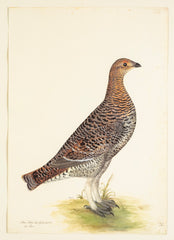 Offset Lithograph of "Black Grouse Hen, PL 20"  from the "The  Great Bird Book" by Olof Rudbeck The Younger