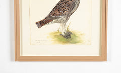 Offset Lithograph of "Black Grouse Hen, PL 20"  from the "The  Great Bird Book" by Olof Rudbeck The Younger