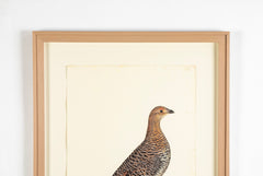 Offset Lithograph of "Black Grouse Hen, PL 20"  from the "The  Great Bird Book" by Olof Rudbeck The Younger