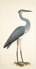 Offset Lithograph of "Gray Heron, PL 3"  from the "The  Great Bird Book" by Olof Rudbeck The Younger