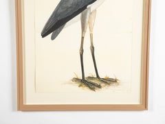 Offset Lithograph of "Gray Heron, PL 3"  from the "The  Great Bird Book" by Olof Rudbeck The Younger