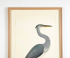 Offset Lithograph of "Gray Heron, PL 3"  from the "The  Great Bird Book" by Olof Rudbeck The Younger