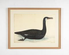 Offset Lithograph of "Black Pelican, PL 10" from the "The  Great Bird Book" by Olof Rudbeck The Younger