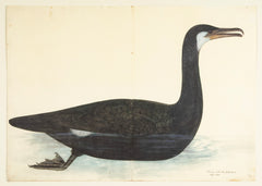 Offset Lithograph of "Black Pelican, PL 10" from the "The  Great Bird Book" by Olof Rudbeck The Younger