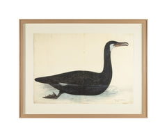 Offset Lithograph of "Black Pelican, PL 10" from the "The  Great Bird Book" by Olof Rudbeck The Younger