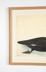 Offset Lithograph of "Black Pelican, PL 10" from the "The  Great Bird Book" by Olof Rudbeck The Younger