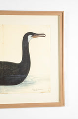 Offset Lithograph of "Black Pelican, PL 10" from the "The  Great Bird Book" by Olof Rudbeck The Younger