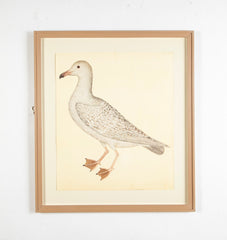 Offset Lithograph of "Larus, PL 25"  from the "The  Great Bird Book" by Olof Rudbeck The Younger