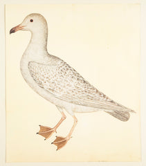 Offset Lithograph of "Larus, PL 25"  from the "The  Great Bird Book" by Olof Rudbeck The Younger