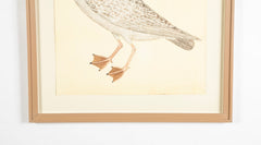 Offset Lithograph of "Larus, PL 25"  from the "The  Great Bird Book" by Olof Rudbeck The Younger