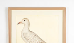 Offset Lithograph of "Larus, PL 25"  from the "The  Great Bird Book" by Olof Rudbeck The Younger