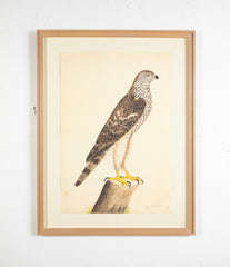 Offset Lithograph of "Honey Buzzard, PL 9" from the "The  Great Bird Book" by Olof Rudbeck The Younger