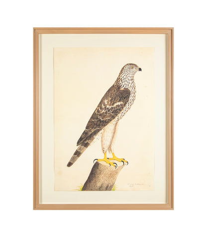 Offset Lithograph of "Honey Buzzard, PL 9" from the "The  Great Bird Book" by Olof Rudbeck The Younger