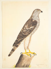 Offset Lithograph of "Honey Buzzard, PL 9" from the "The  Great Bird Book" by Olof Rudbeck The Younger