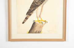 Offset Lithograph of "Honey Buzzard, PL 9" from the "The  Great Bird Book" by Olof Rudbeck The Younger