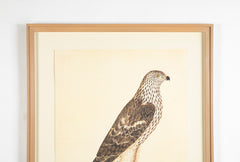 Offset Lithograph of "Honey Buzzard, PL 9" from the "The  Great Bird Book" by Olof Rudbeck The Younger