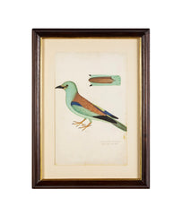 Offset Lithograph from "The Great Bird Book" by Olof Rudbeck The Younger