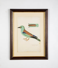 Offset Lithograph from "The Great Bird Book" by Olof Rudbeck The Younger