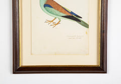 Offset Lithograph from "The Great Bird Book" by Olof Rudbeck The Younger