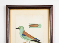 Offset Lithograph from "The Great Bird Book" by Olof Rudbeck The Younger